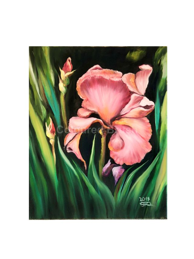 2018, "Iris" - Oil (Wet on Wet) on canvas. Dimensions 0.40 x 0.60m. 